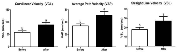 반려견에서 분리한 프로바이오틱스를 반려견에게 4주 간 급여 후 유의미하게 개선된 sperm kinetic parameters 중 VCL, VAP, VSL