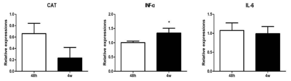 분만 후 48시간 이내와 분만 4주 뒤의 모유 내 CAT, INF-α, IL-6의 발현 변화