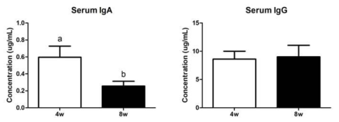 생후 4주령 및 8주령 자견에서 혈청 IgA와 IgG의 농도