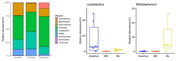 모견에서 무발정기(anestrus), 분만 후 48시간 이내(48h), 그리고 분만 후 8주째(8w)의 시기에 장내 미생물의 phylum 및 genus인 Lactobacillus, Bifidobacterium의 분석 결과