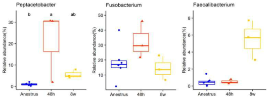 모견에서 무발정기(anestrus), 분만 후 48시간 이내(48h), 그리고 분만 후 8주째(8w)의 시기에 장내 미생물의 genus인 Peptacetobacter, Fusobacterium 의 분석 결과