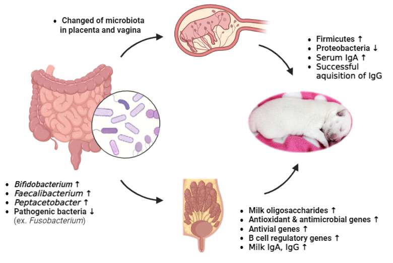 본 연구 결과를 바탕으로 모견의 프로바이오틱스 섭취가 자견의 면연력을 향상시키는 메커니즘 가설 모식도