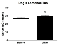 반려견 유래의 Lactobacillus 3종을 반려견에게 급여 전후 혈청 IgG 농도