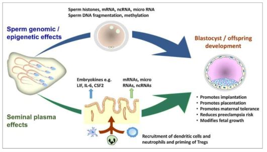 정자와 정장액이 배아 및 후대 발달에 미치는 영향. (Morgan and Watkins, Semin Cell Dev Biol, 2020)