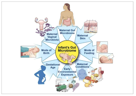 유아 미생물총 발달에 영향을 미치는 요인들. 유아의 장내 미생물 조성은 임신기간부터 시작됨. (Kapourchali and Gail, Nutr Clin Pract, 2020)