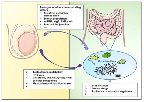 Gut-testes axis를 통한 안드로겐과 장내 미생물 사이의 상호작용 기전