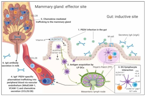 Gut-mammary gland axis를 통해 면역글로불린인 IgA가 분비되는 기전