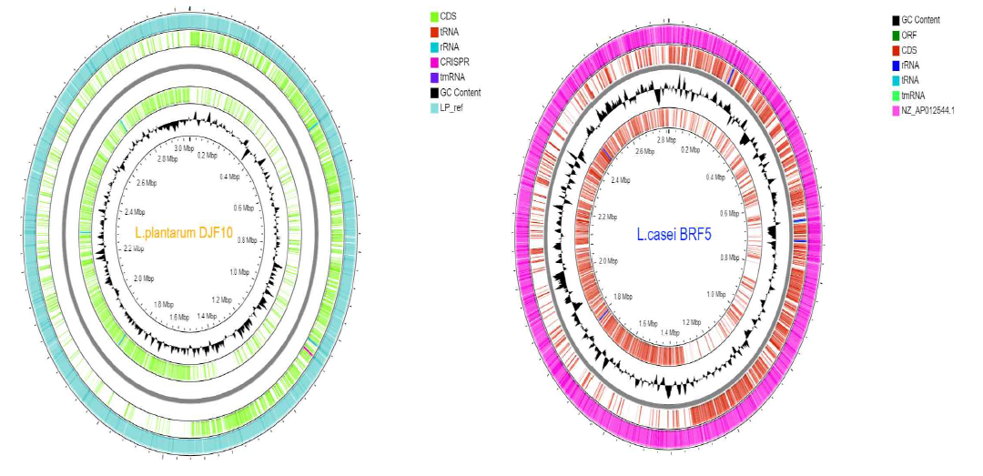 Whole genome map of the BRF5 and DJF10
