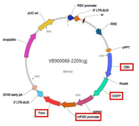 GFP 발현 재조합바이러스 벡터맵