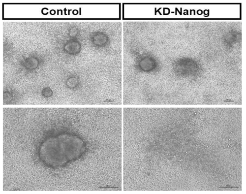 닭 줄기세포 유사체로부터 NANOG 유전자의 기능적 저해를 통해 분화양상 관찰