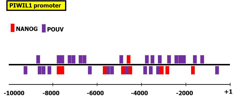 PIWI1 유전자의 상위 프로모터 조절영역의 염기서열 확보 및 다능성 핵심 전사인자의 결합위치 분석