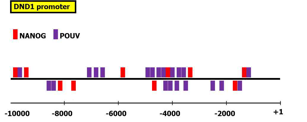 DND1 유전자의 상위 프로모터 조절영역의 염기서열 확보 및 다능성 핵심 전사인자의 결합위치 분석