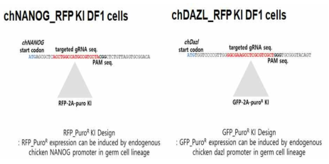 유전자 편집기술 활용 닭 생식세포 분화 추적용 리포터 세포주 제작