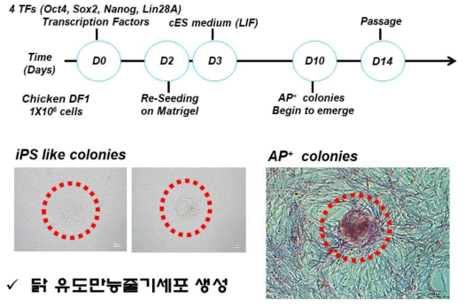 핵심 전사인자의 과발현 시스템 구축