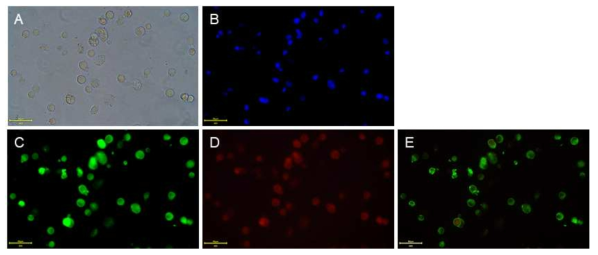 닭 원시생식세포 SSEA-1, DAZL 발현 분석