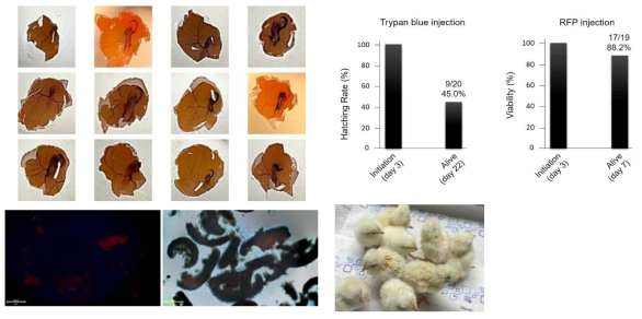 Trypan blue, RFP 바이러스 주입에 따른 배아 생존율 및 부화율