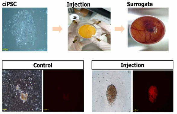 닭 유도만능줄기세포의 생체내 기능 검증