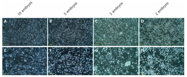 사용 수정란 개수에 따른 닭 원시생식세포 배양 성적