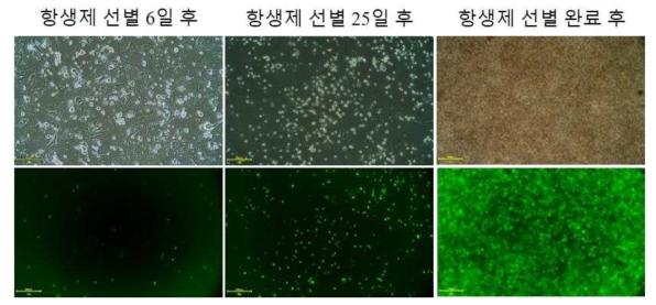 GFP 재조합바이러스 감염한 닭 원시생식세포 항생제 선별