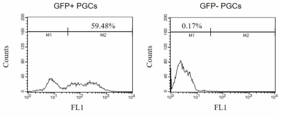 GFP 발현 닭 원시생식세포 유세포 분석