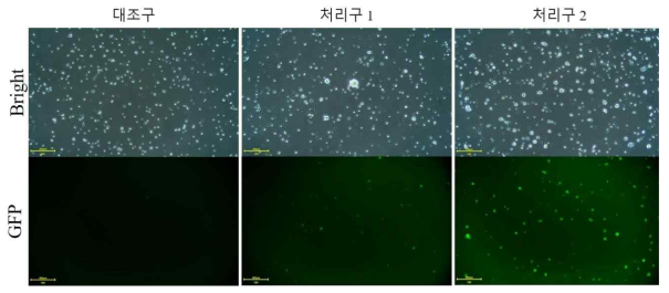 GFP 원시생식세포 미세주입 수정란유래 세포에서 GFP 발현 분석