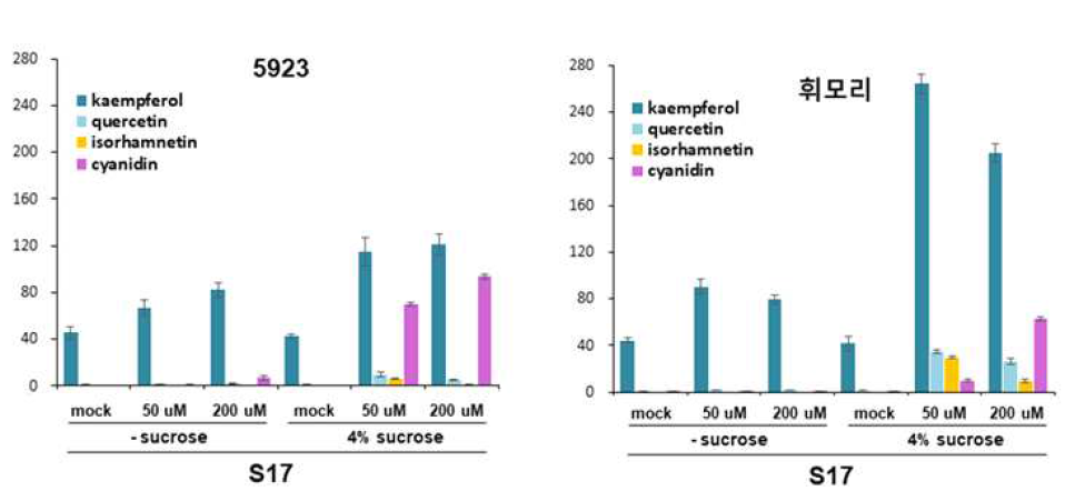 S17 과 sucrose 처리시 플라보노이드의 축적 효과