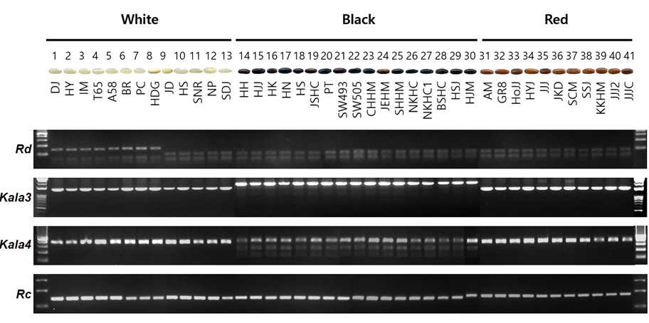 다양한 종피색의 벼 품종별 유전자 차이 확인