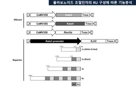 조절인자의 RU 기능분석을 위한 운반체 제작