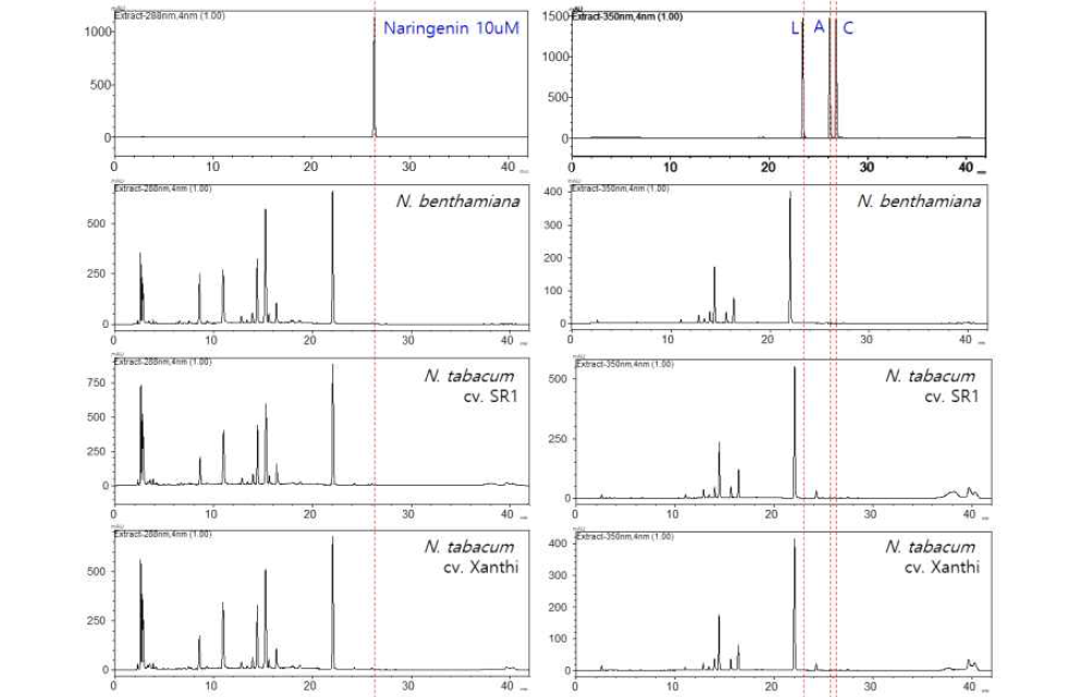 담배 3 품종 잎에서 나린제닌, 루테올린(L), 아피제닌(A), 크리소에리올(C) 성분 분석