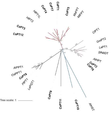 대마 CsPT 유전자들의 계통도(Gülck et al. 2020)