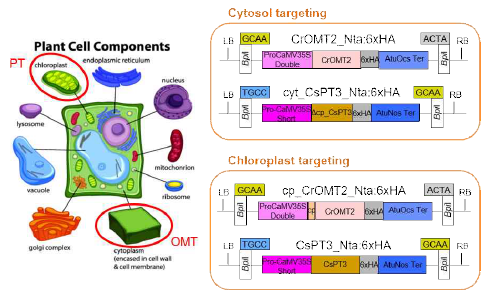 OMT와 PT 세포내 위치 재설계