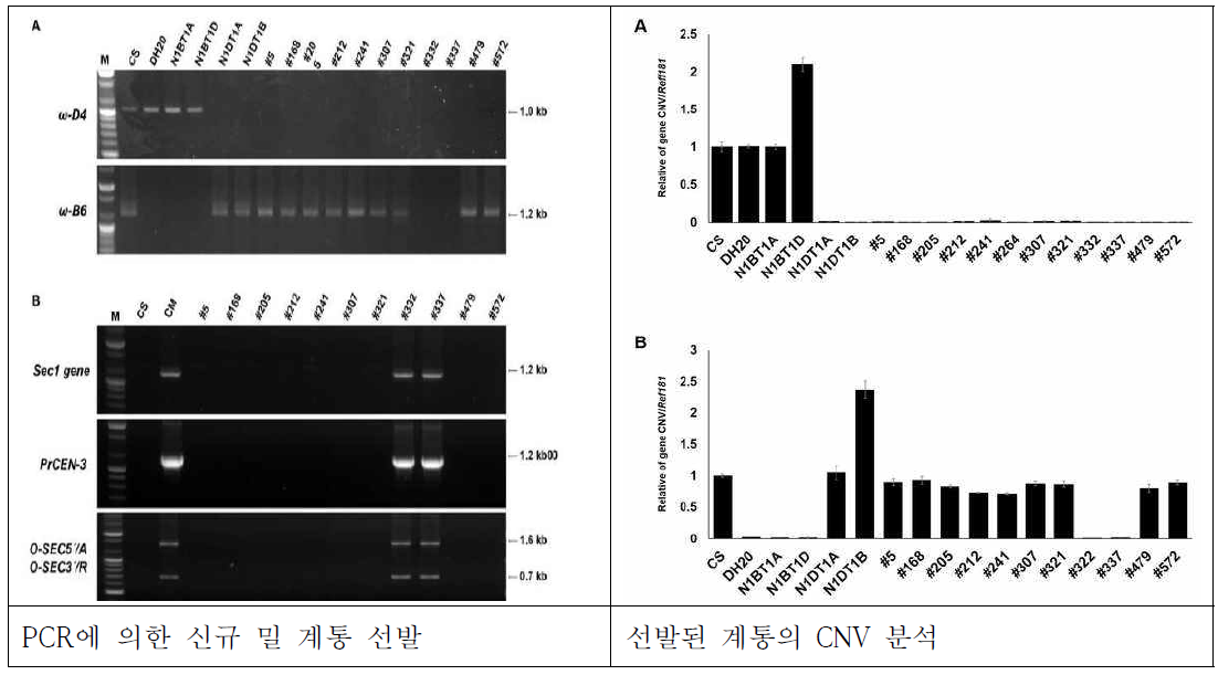 신규 저장단백질 육종 소재의 선발 및 qPCR를 이용한 CNV 분석