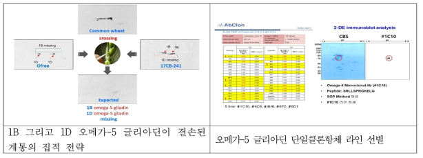 오메가-5 글리아딘 결손 밀 육성 전략 및 단일클론항체 선별