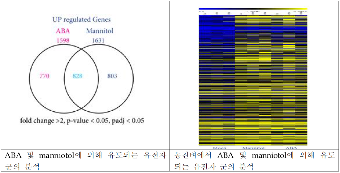 ABA 및 mannitol 처리 시 유전자 발현 변화 측정