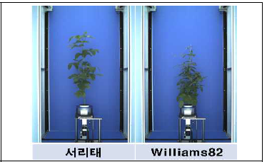 개화시기 서리태와 Williams82