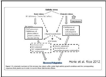 염 스트레스에 대한 식물체 생리 특성