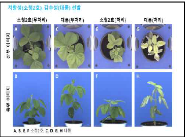 대풍과 소청2호의 내염성 표현형