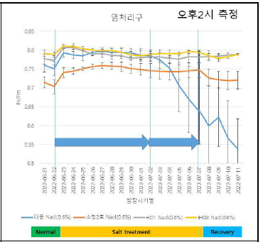 염처리구에서 대풍과 소청2호 광 합성량 측정결과