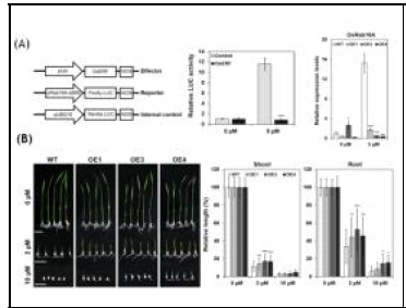 OsERF115 유전자의 전사인자 활성 및 ABA 반응성 분석