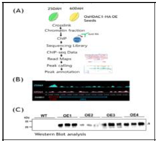 등숙기 종자에서 OsHBG1 유 전자 선발 (A, B; 선행연구결과) 및 (C)형질전환벼에서 OsHBG1-HA 단백질 발현 분석