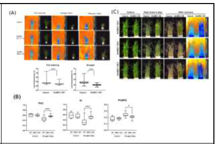 OsHBG1 과발현 형질전환벼의 고온, 가뭄 표현형 분석 (A) 가뭄조건에서 OsHBG1 형질전환벼와 고품벼의 열화상 이미지 및 잎의 온도 정량화 (B) 가뭄조건에서 OsHBG1 과발현 형질전환벼와 고품벼 잎 의 광합성 활성 분석 (C) OsHBG1 과발현 형질전환 벼 의 고온스트레스 저항성 분석. 42도에서 8일간 고온처 리 후 회복한 식물체의 열화상이미지