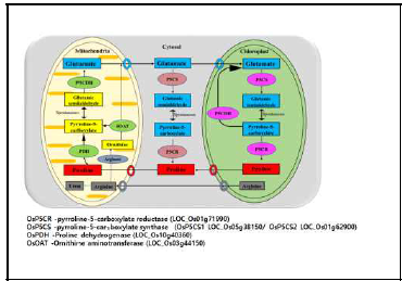 프롤린 생합성과 분해기작 및 주요 유전자 정보