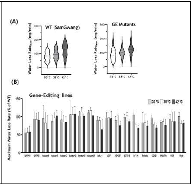 고온-가뭄 복합스트레스 조건에서 (A) 삼광벼와 유전자편집벼 집단의 물소모율 분포 곡선 (B) 삼광벼 대비 유전자 편집계통의 상대적 최대 물 소모율 (Water loss max)비교