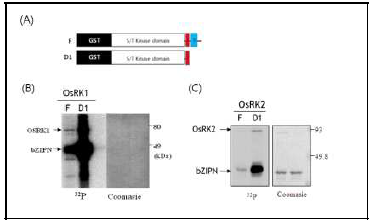 OsRK1과 OsRK2의 C-말단 결손된 단백질의 in vitro kinase assay. F, 야생형 단백질; D1, NCD 결손 돌연변이 단백 질; bZIPN, 인산화 기질 (선행연구)