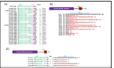 OsRK1과 OsRK2의 C-말단 유전자 편집 계통의 표적위치 염기서열 변이 및 아미노산 변이 (선행연구)