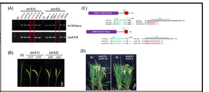 OsRK1 또는 OsRK2 C-말단 유전자 편집 변이체 T1 Homo 계통의 유전형/표현형 분석 (A) T1 세대의 genomic PCR 분석 (B) Homo 계통의 조기출수 표현형 (C) Cas9-free 유전자 편집 변이체 (osrk1c-m19-16, osrk2c-m23-6)의 표적위치 변이 (D) Cas9-free 유 전자 편집 변이체의 조기출수 표현형