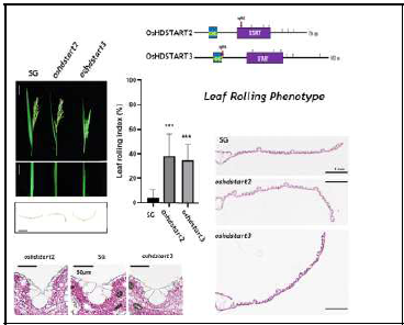 유전자편집벼 2종 (OsHDSTART2/3) 의 잎말림 인덱스 및 Bulliform cell의 해부 학적 특성 비교