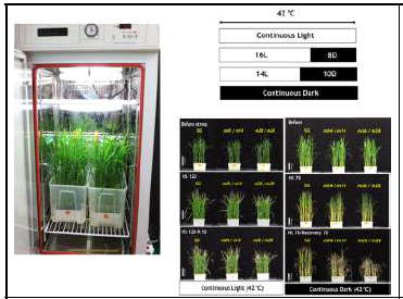 고온내성 표현형 분석 및 광조건과 암조건에서 벼 유묘의 고온 피해 양상 비교