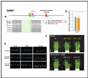 OsHSF 유전자 편집벼의 고온내성 표현형 분석 (A) 유전자 편집 위치 분석 (B) 고온처리후 종자발아회복 표현형 (C) 지속적 광조건에서 고온내성 표현형 비교 (D) 고온-가뭄 복합조건에서 물소모율 비교 (DroughtSpotter)