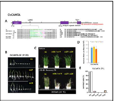 OsCAMTA 유전자 편집벼의 고온내성 표현형 분석. (A) 유전자 편집 위치 분석 (B) 고온처리후 종자발아회복 표현 형 (C) 지속적 암조건에서 고온내성 표현형 비교 (D) 고온-가 뭄 복합조건에서 물소모율 비교 (DroughtSpotter)